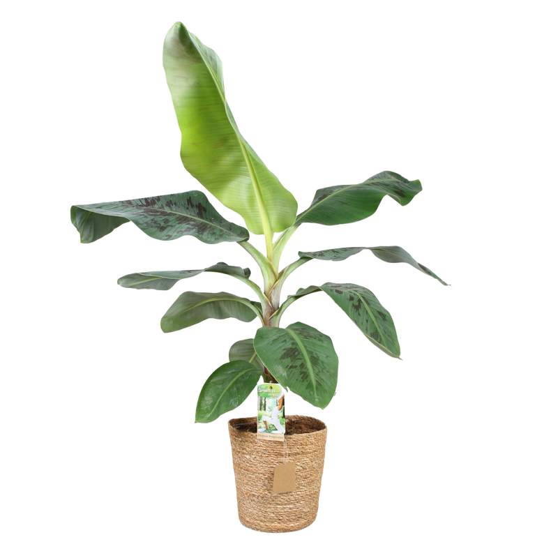 Musa Acuminata Dwarf Cavendish (Bananenplant) – Inclusief Mand
