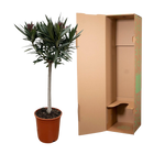 Nerium Oleander op stam met rode bloem