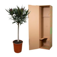 Nerium Oleander op stam met rode bloem