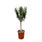Nerium Oleander op stam met rode bloem