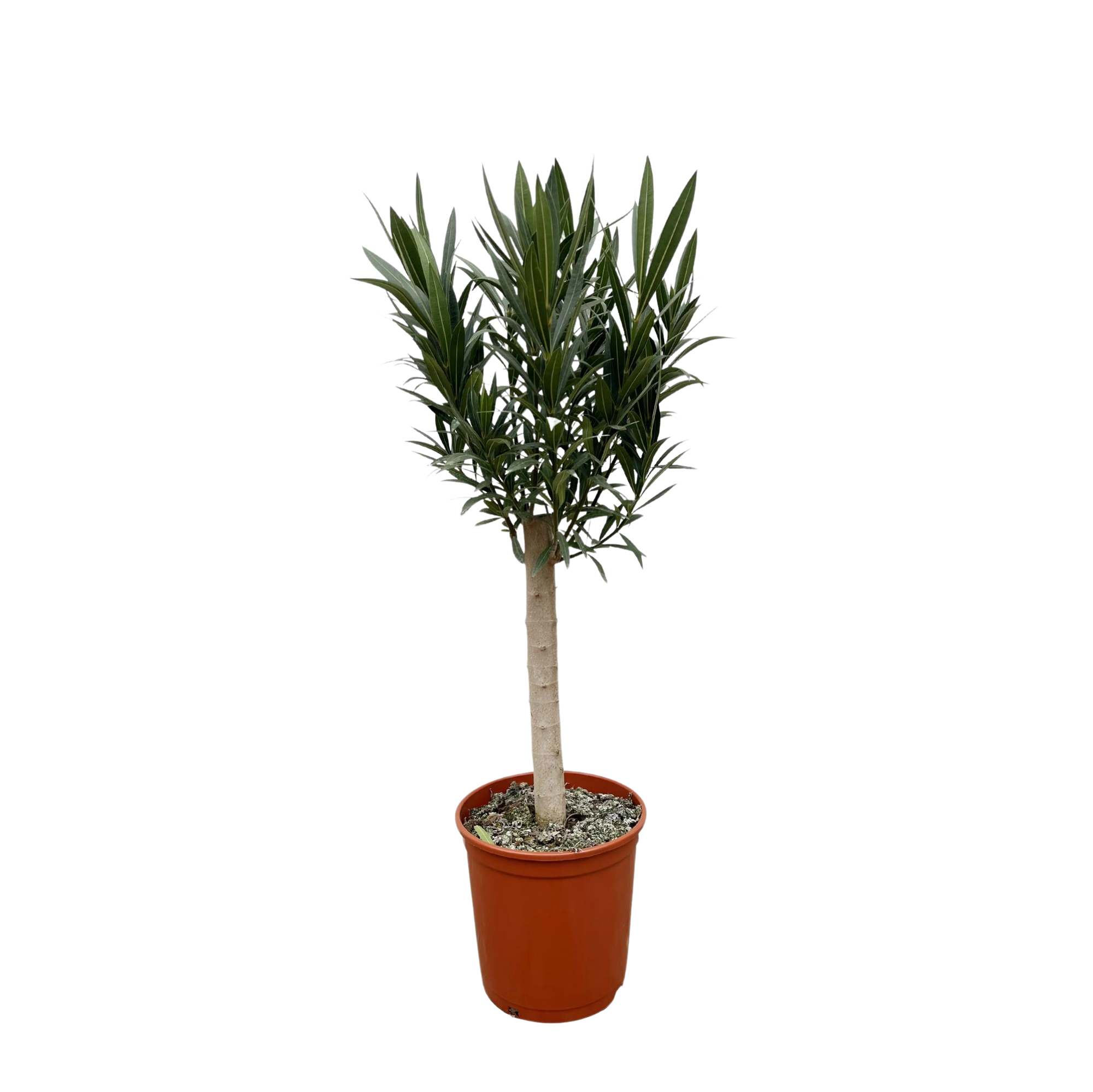 Nerium Oleander op stam met rode bloem