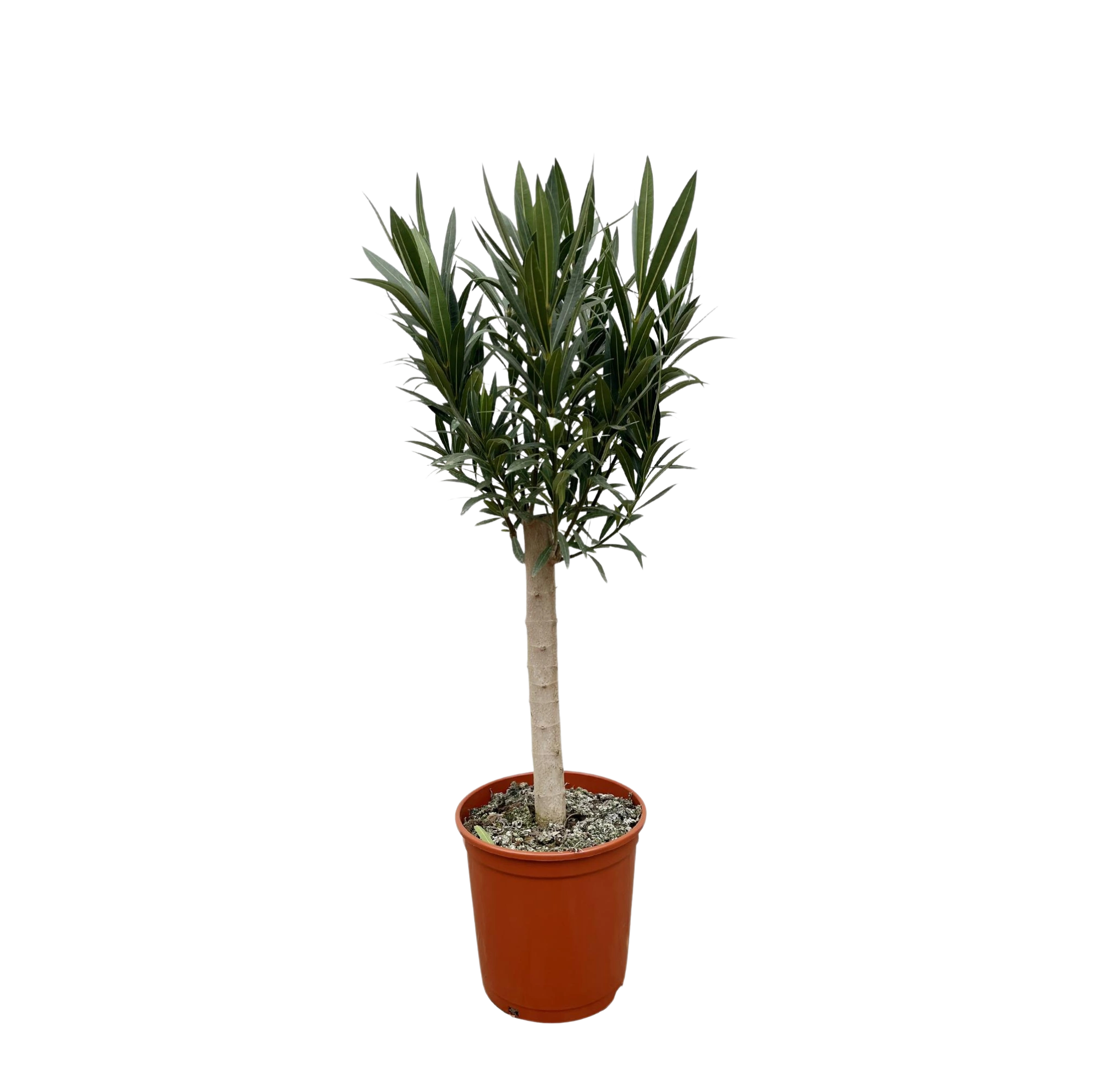Nerium Oleander op stam met rode bloem