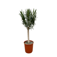 Nerium Oleander op stam met rode bloem