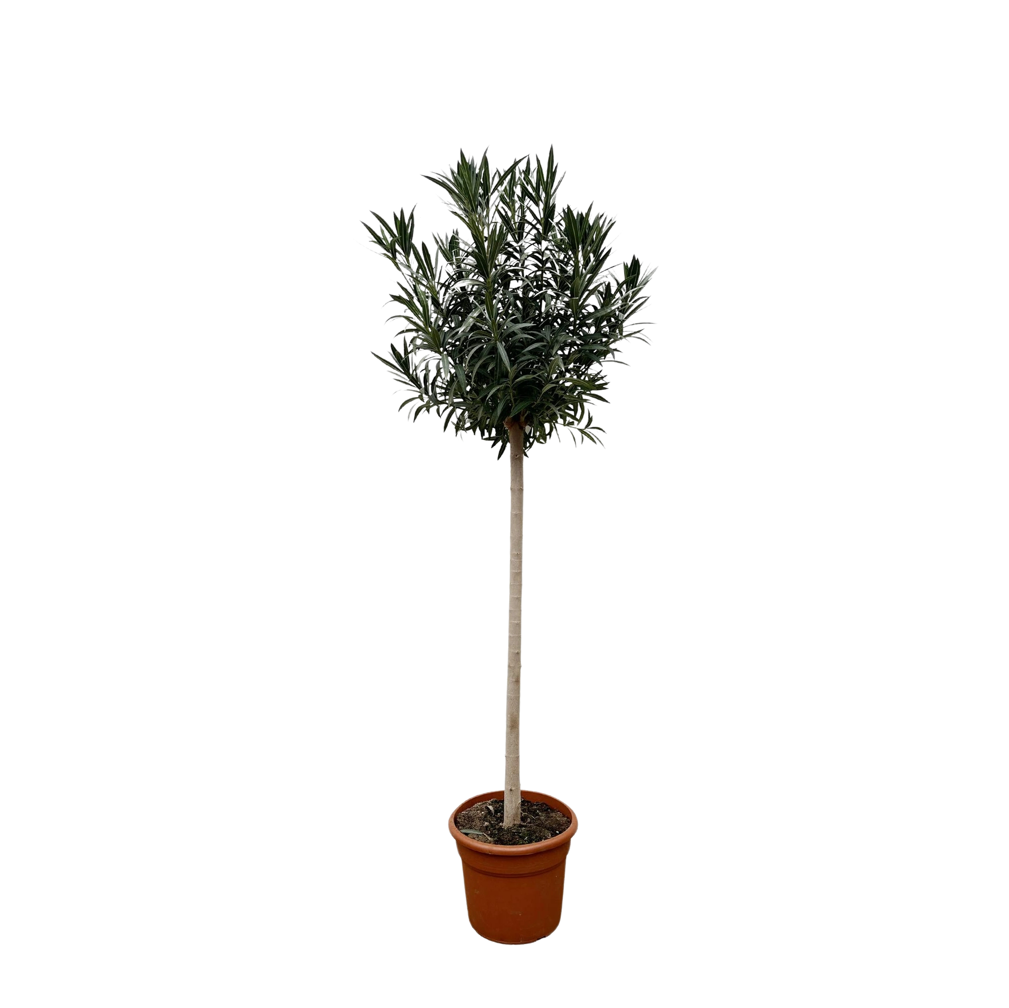 Nerium Oleander op stam met rode bloem