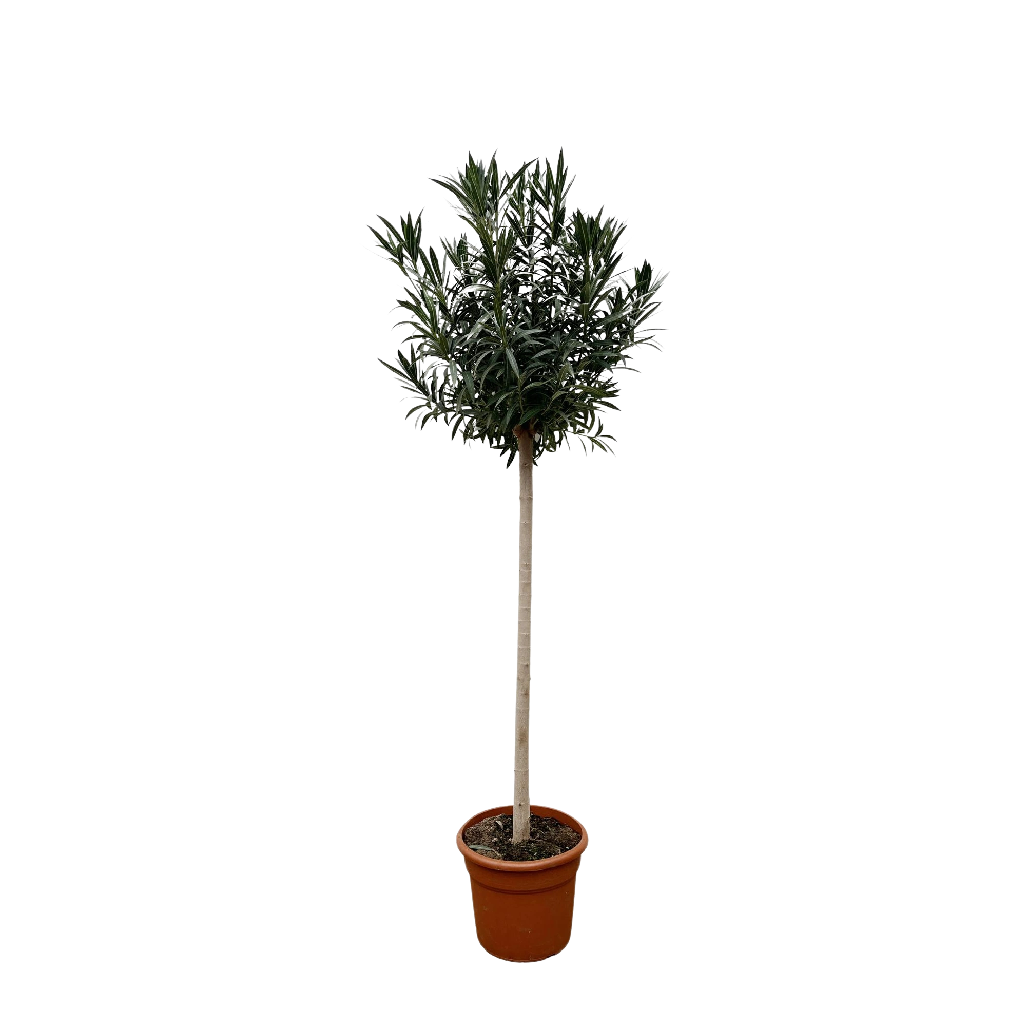 Nerium Oleander op stam met rode bloem