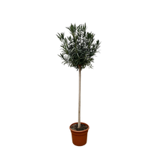 Nerium Oleander op stam met rode bloem