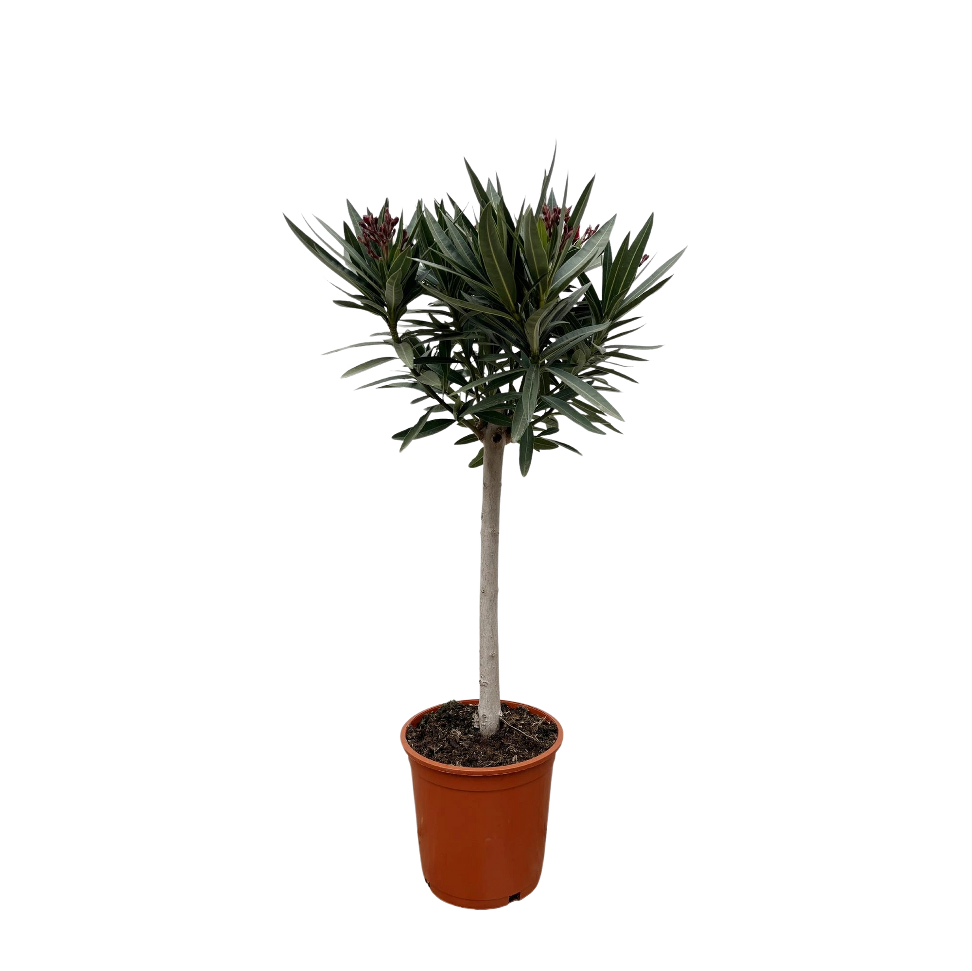 Nerium Oleander op stam met rode bloem