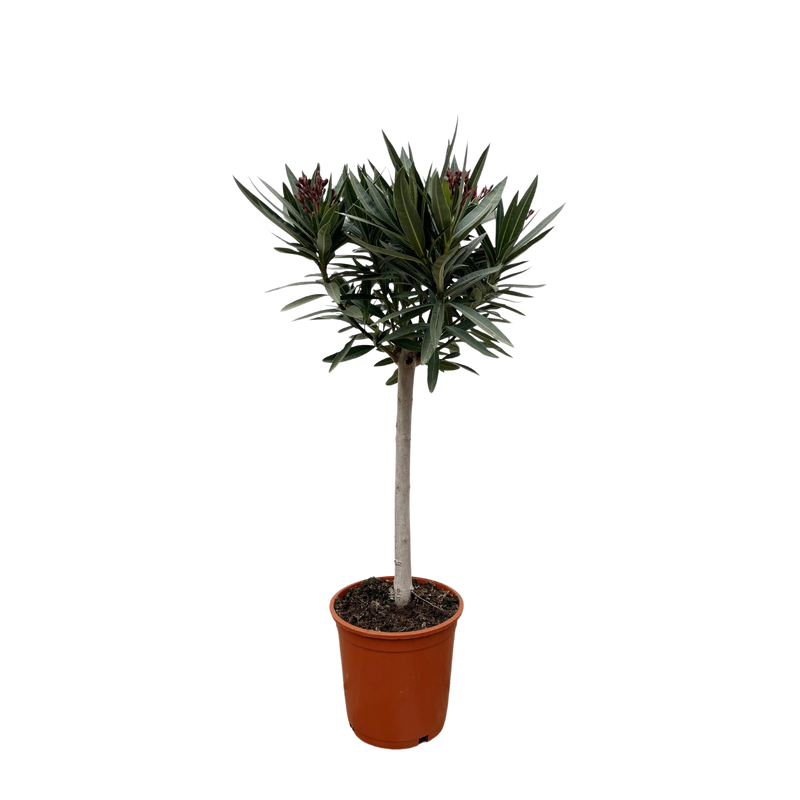 Nerium Oleander op stam met rode bloem