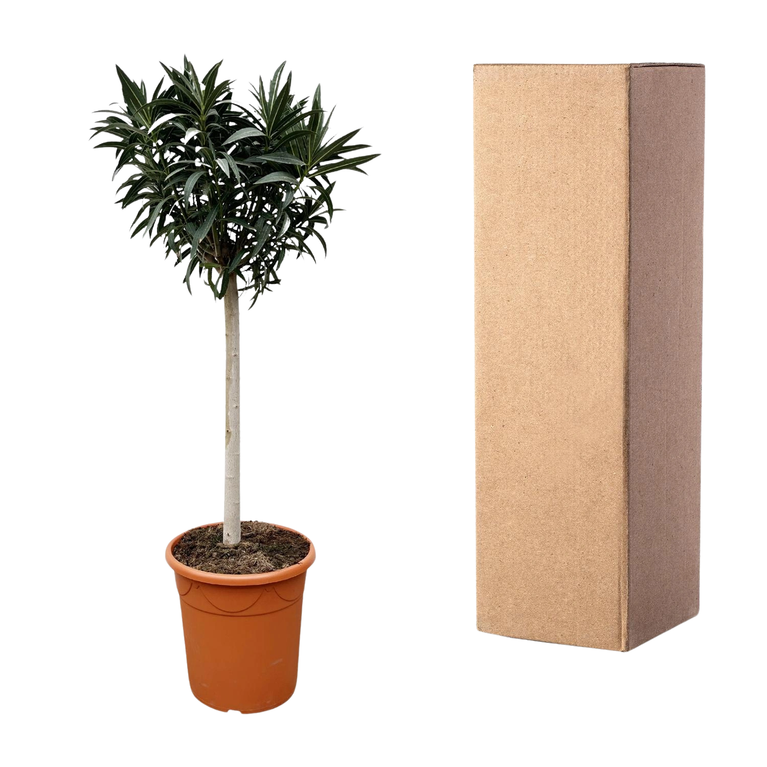 Nerium Oleander op stam met roze bloem