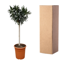 Nerium Oleander op stam met roze bloem