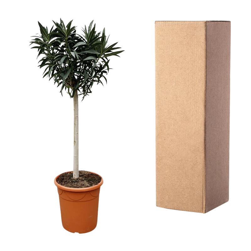 Nerium Oleander op stam met roze bloem