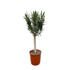 Nerium Oleander op stam met witte bloem