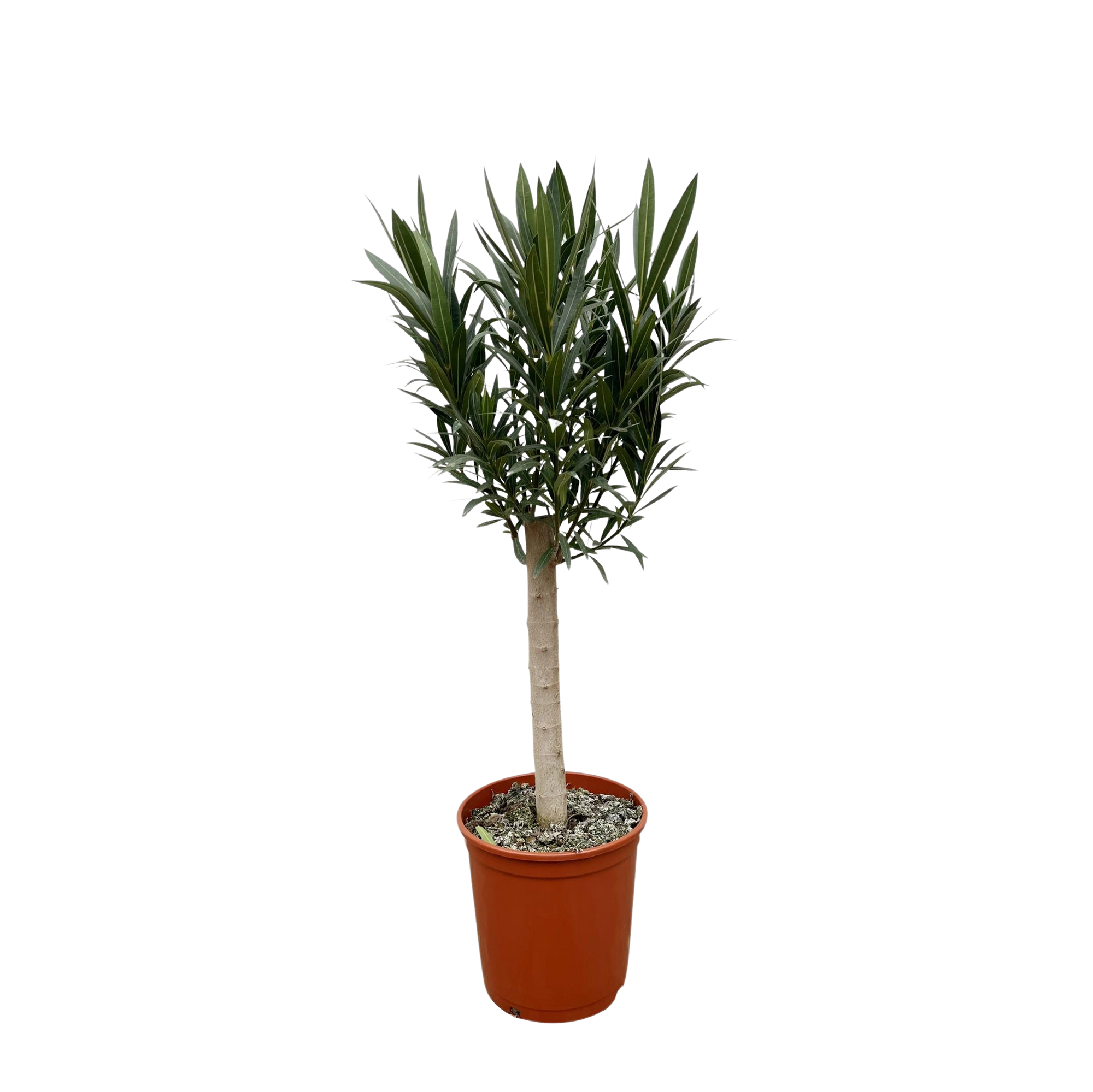Nerium Oleander op stam met witte bloem
