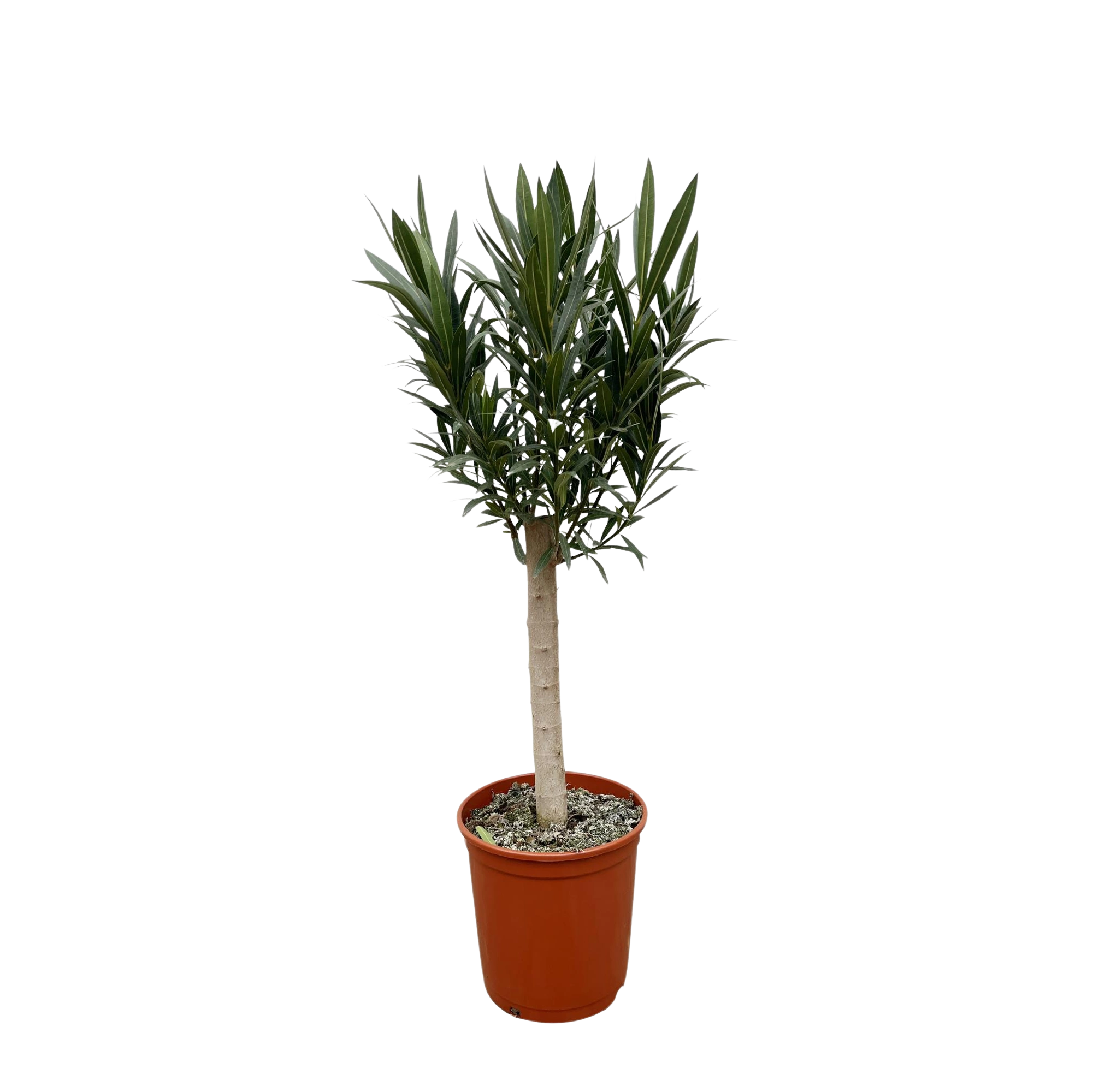 Nerium Oleander op stam met witte bloem
