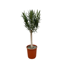 Nerium Oleander op stam met witte bloem