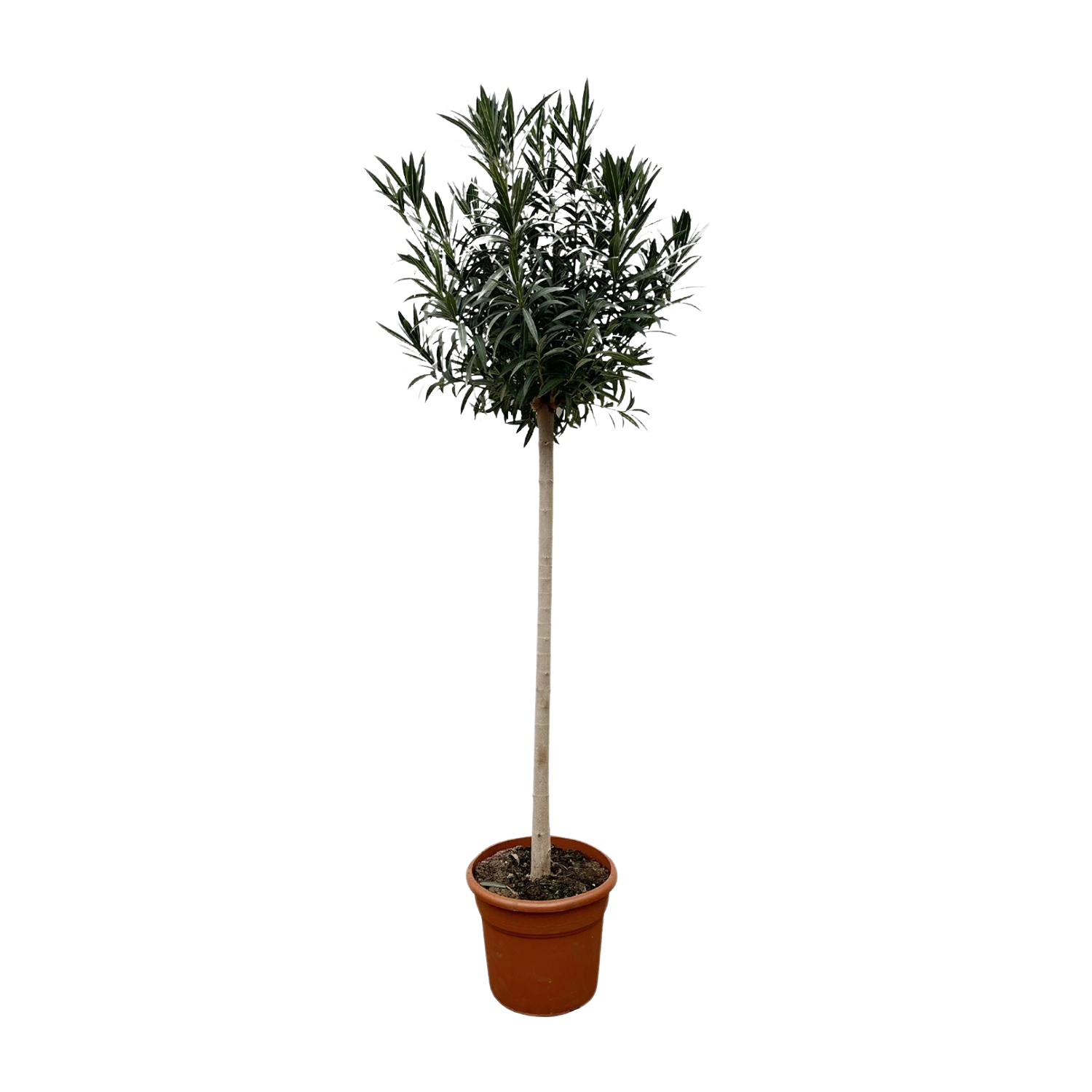Nerium Oleander op stam met witte bloem