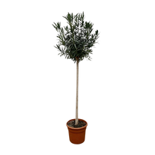 Nerium Oleander op stam met witte bloem