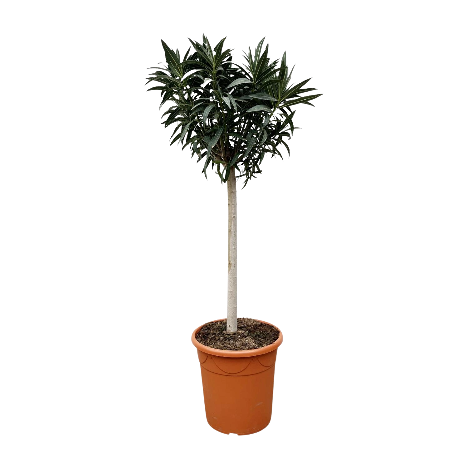 Nerium Oleander op stam met witte bloem
