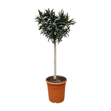 Nerium Oleander op stam met witte bloem