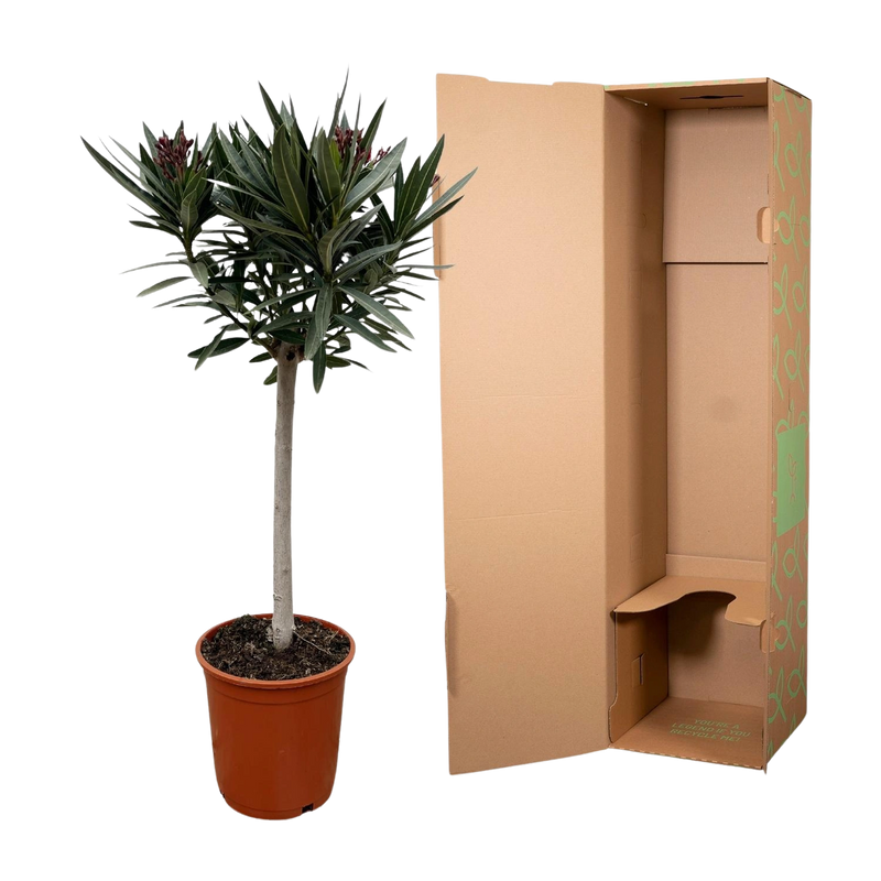 Nerium Oleander op stam met witte bloem
