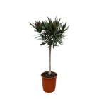 Nerium Oleander op stam met witte bloem