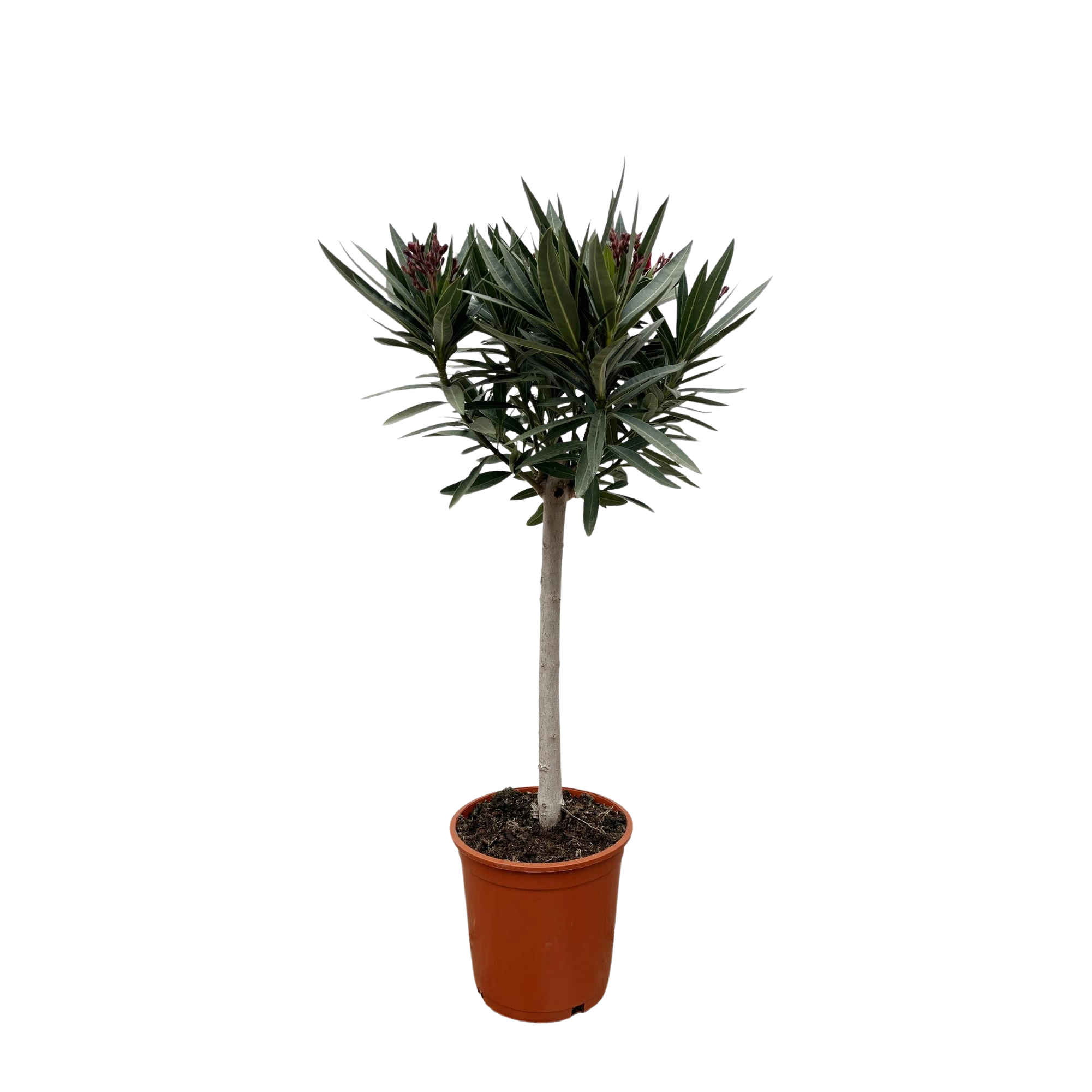 Nerium Oleander op stam met witte bloem