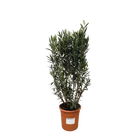 Nerium Oleander struik