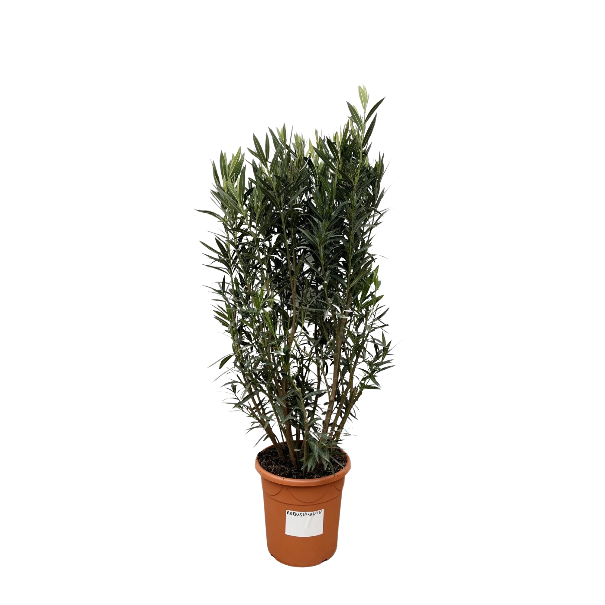 Nerium Oleander struik