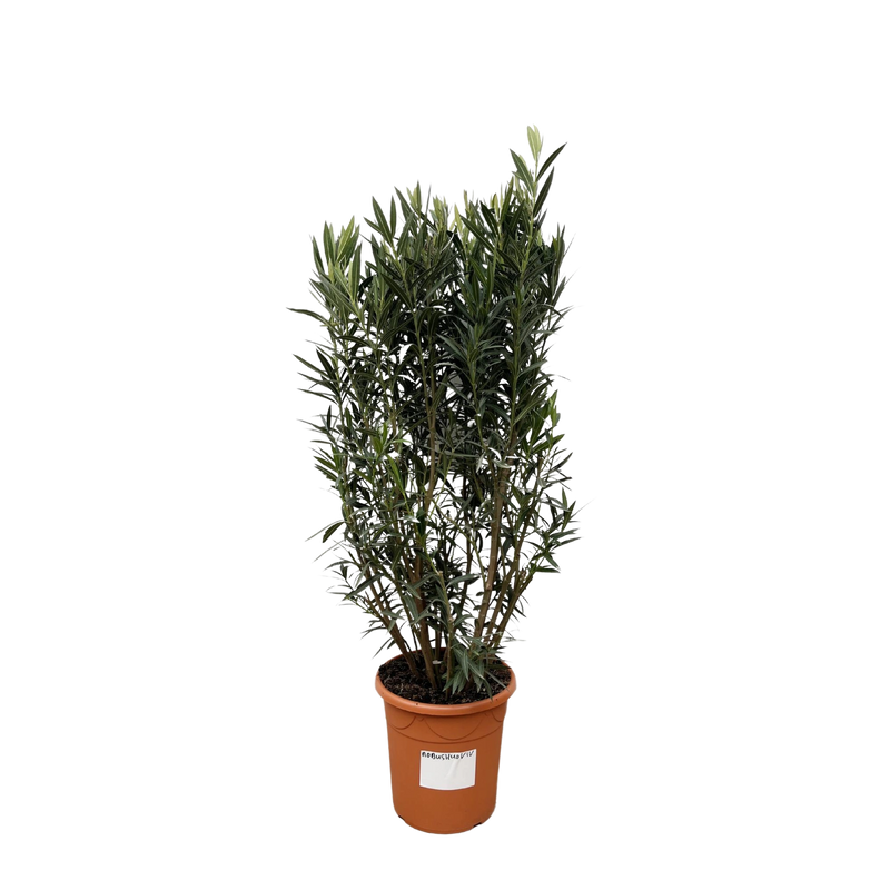 Nerium Oleander struik