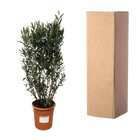 Nerium Oleander struik