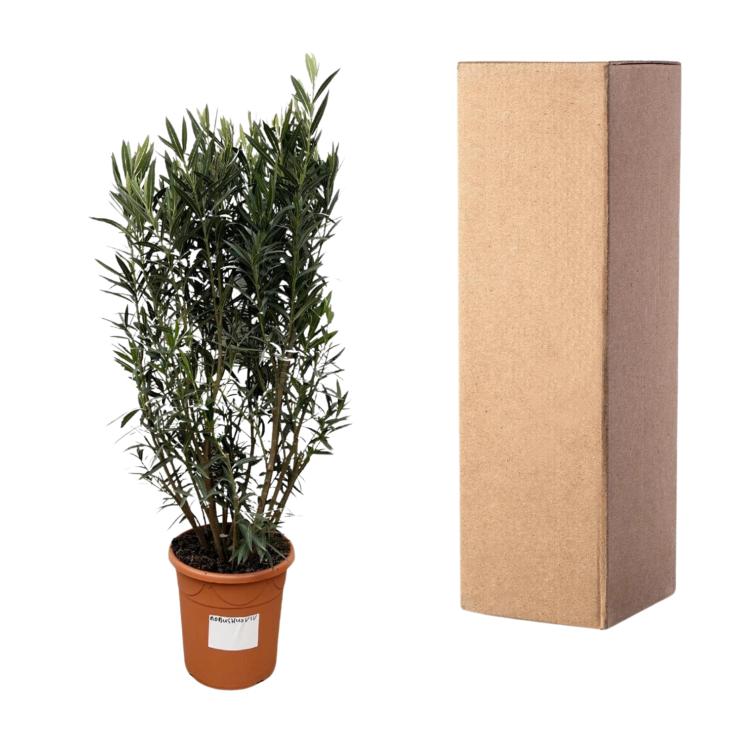 Nerium Oleander struik