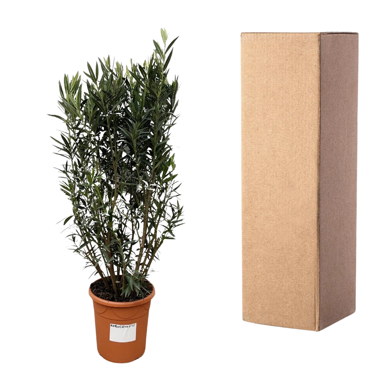 Nerium Oleander struik