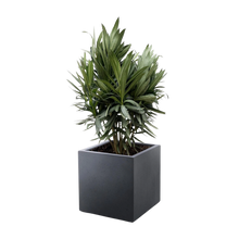 Nerium Oleander struik met rode bloem
