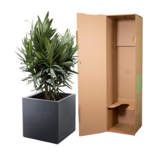 Nerium Oleander struik met rode bloem