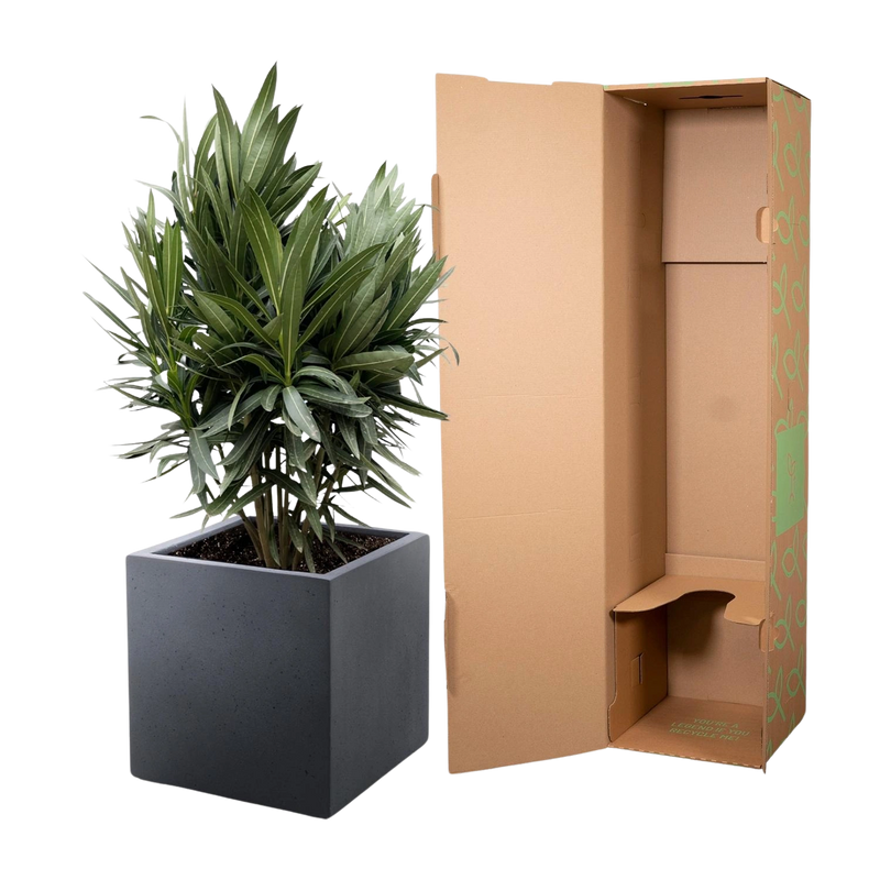 Nerium Oleander struik met rode bloem