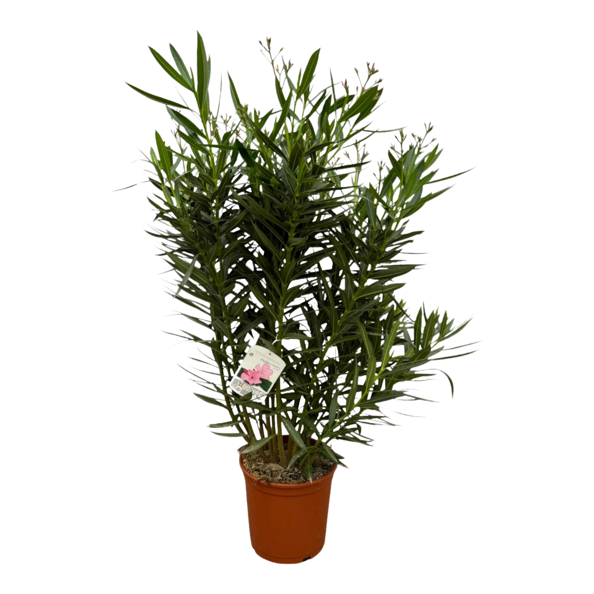 Nerium Oleander struik met witte bloem