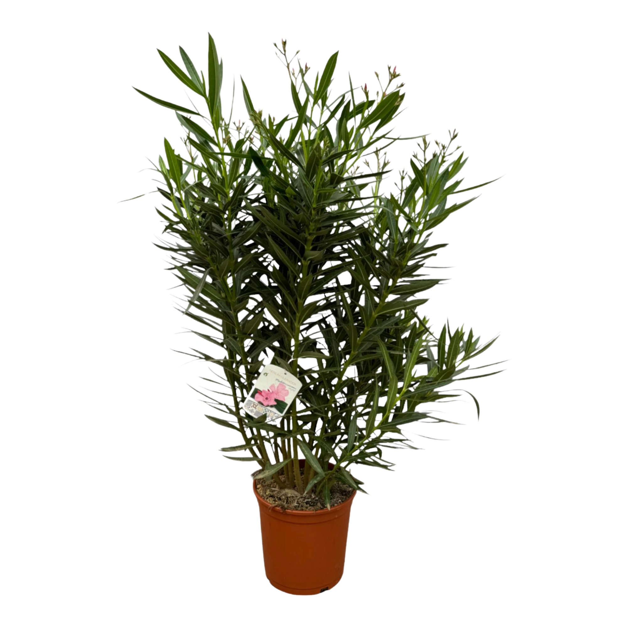 Nerium Oleander struik met witte bloem