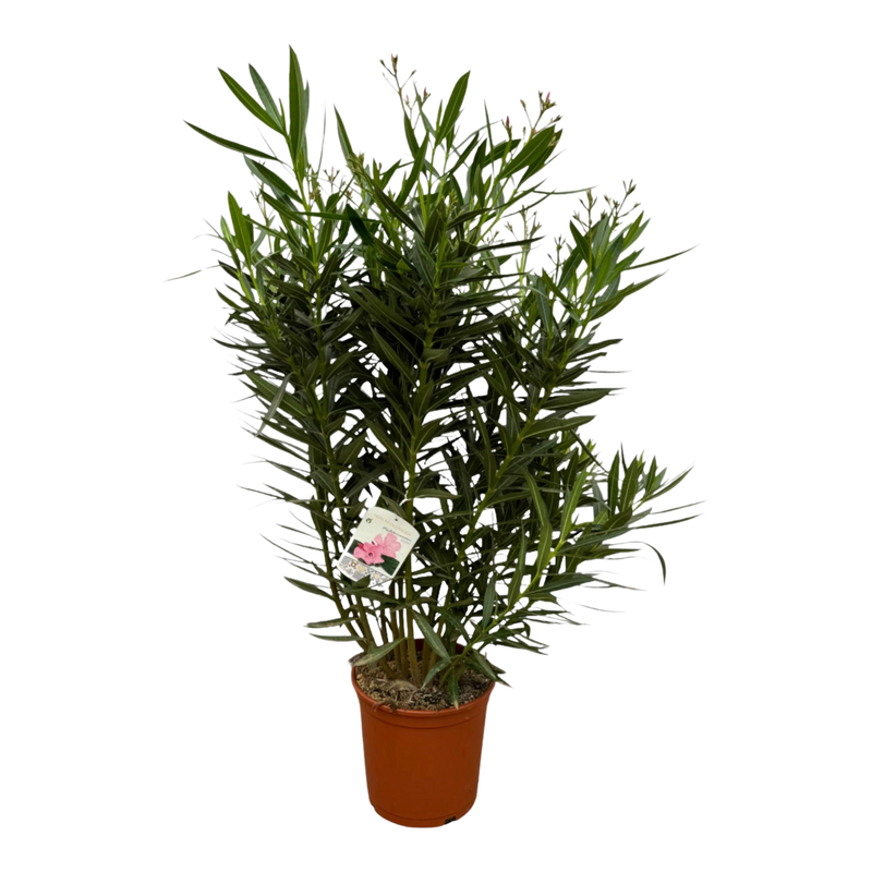 Nerium Oleander struik met witte bloem