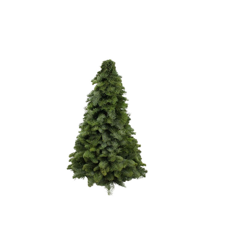 Nobilis Kerstboom (50cm)