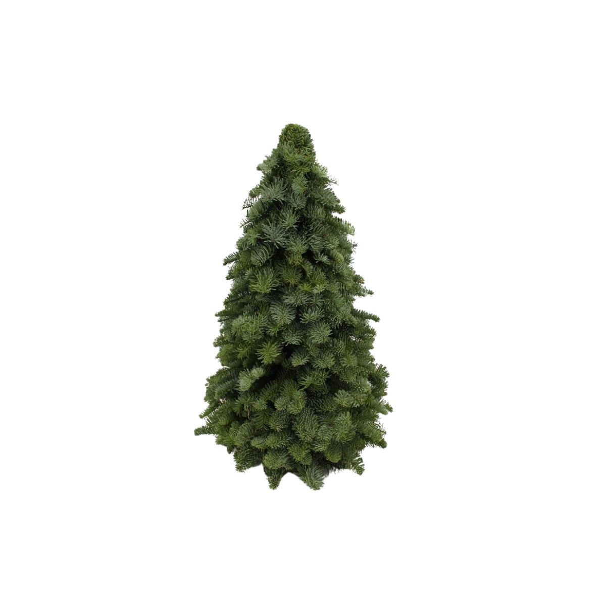 Nobilis Kerstboom (60cm)