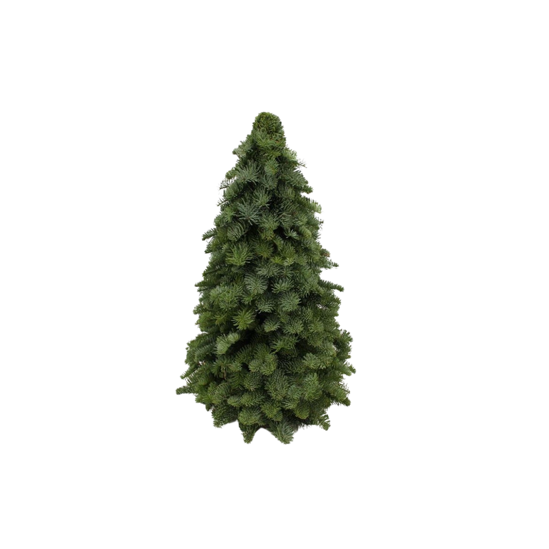 Nobilis Kerstboom (60cm)