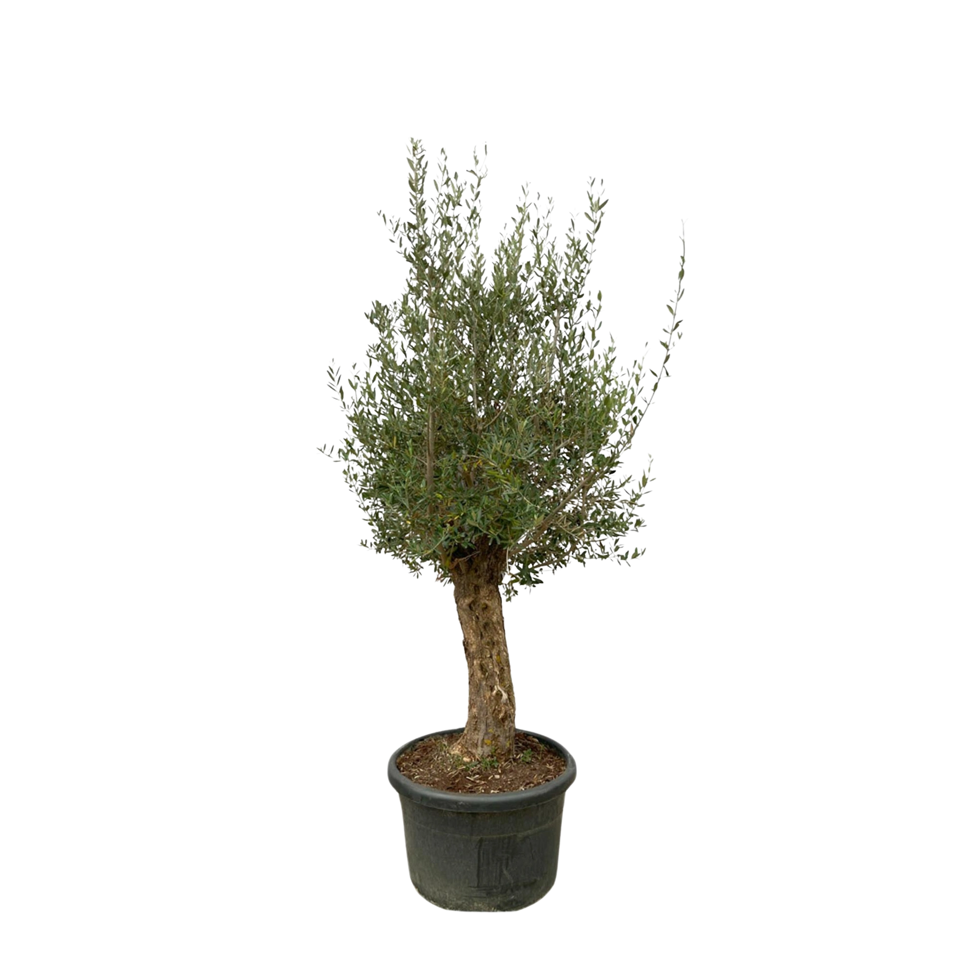 Olea Europaea Bonsai
