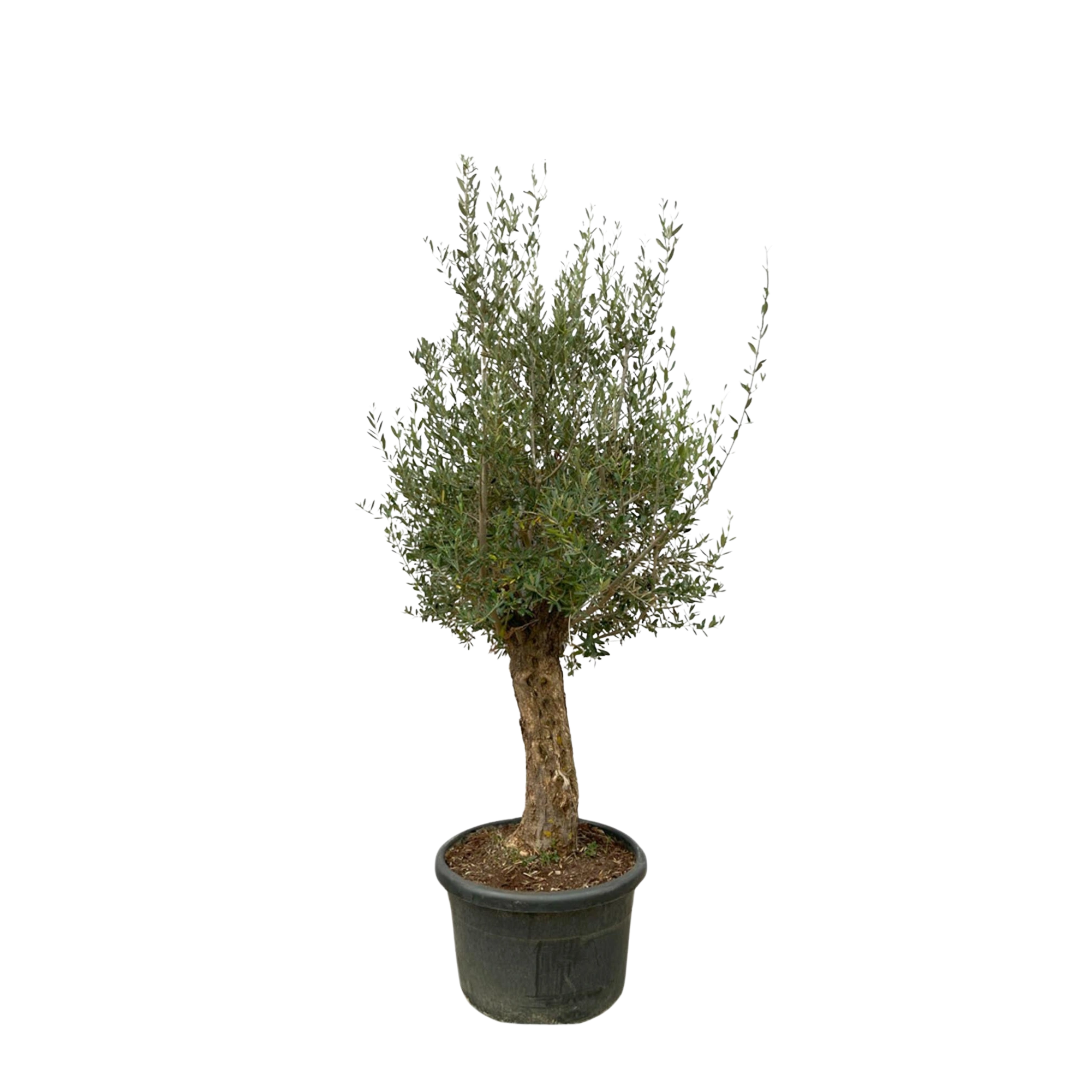 Olea Europaea Bonsai