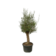 Olea Europaea Bonsai