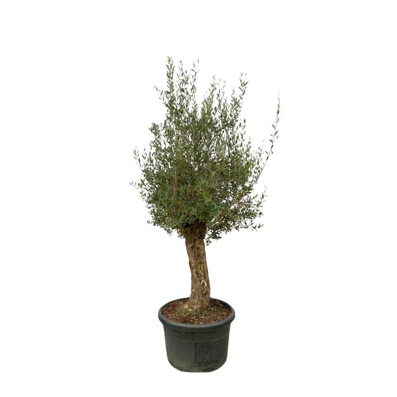 Olea Europaea Bonsai