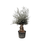 Olea Europaea Bonsai