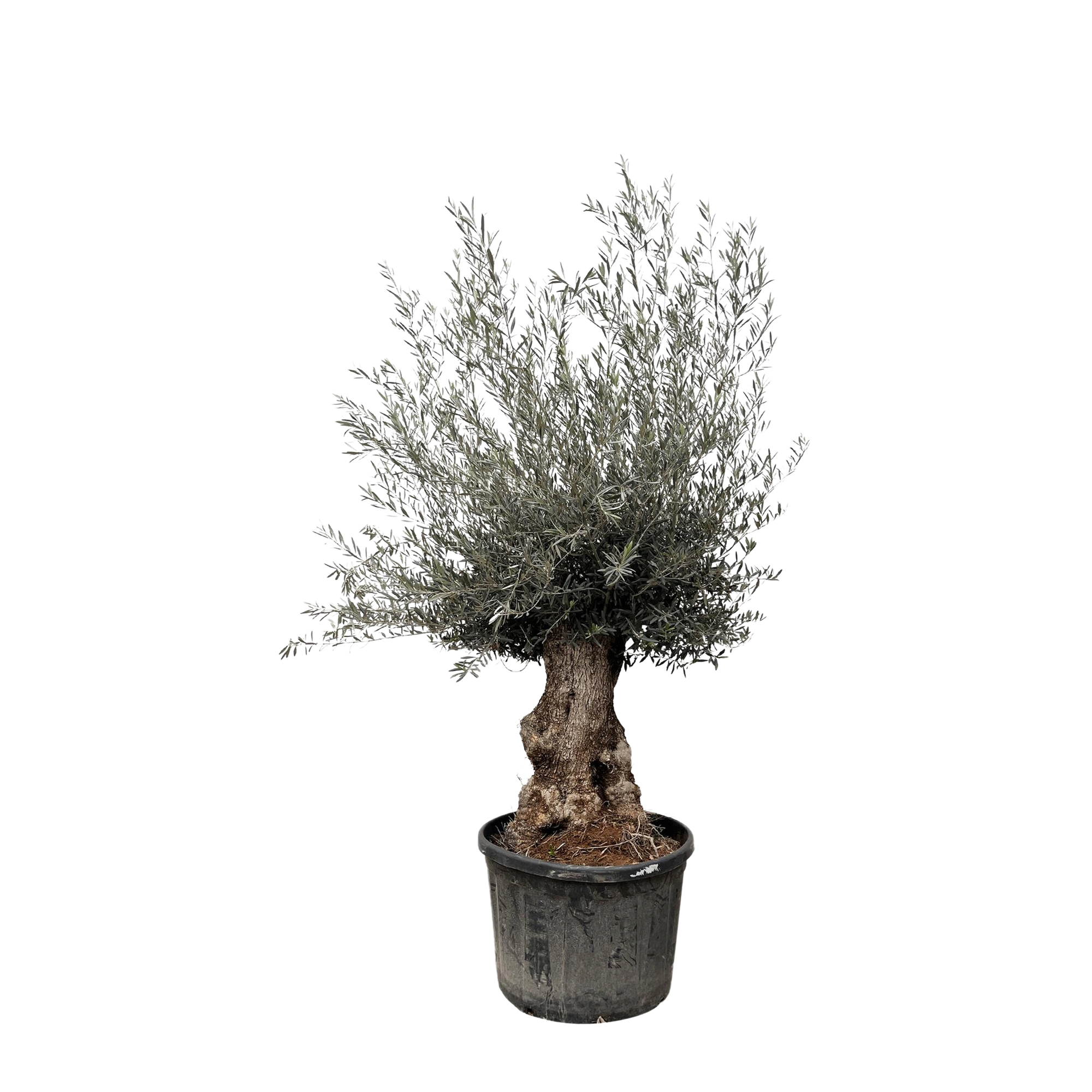 Olea Europaea Bonsai