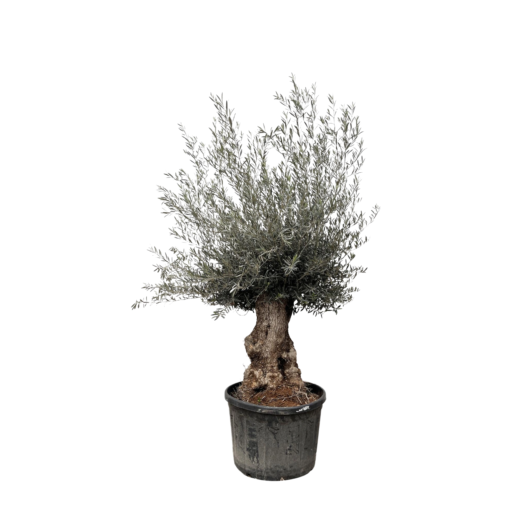 Olea Europaea Bonsai