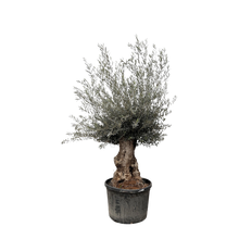 Olea Europaea Bonsai