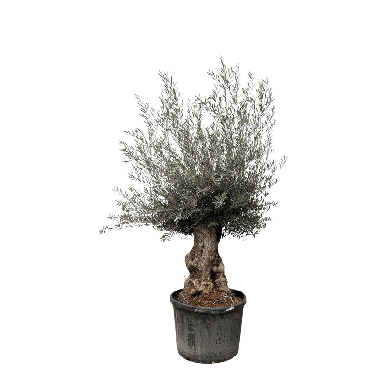 Olea Europaea Bonsai